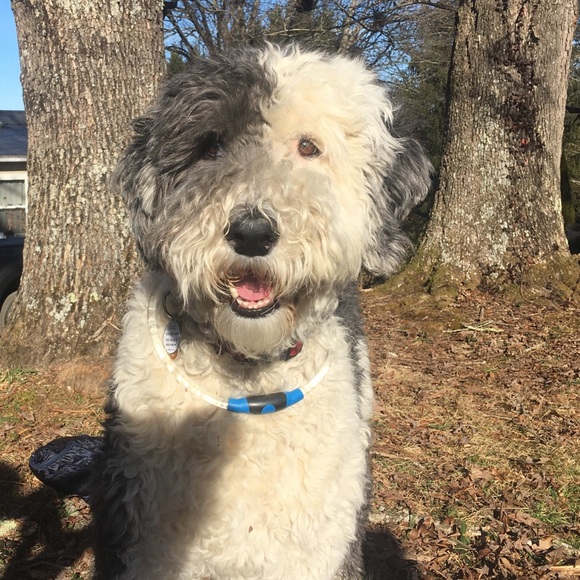 Meet your Posher, Rylee - Picture 3 of 7